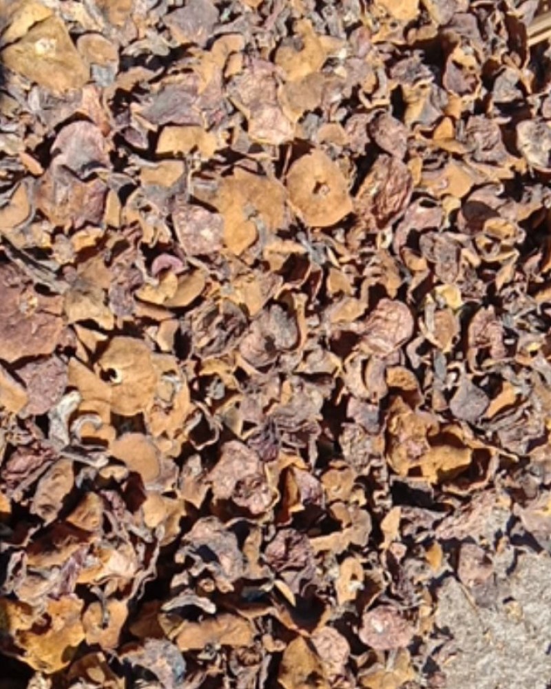 松蘑，松蘑干，粘蘑，松树蛾子，土信承德地区特产，一手货源
