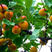 沙金红杏苗基地直销包成活技术南北方种植放心苗