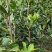 湖南油茶高产油茶苗规格全基地批发支持视频看货