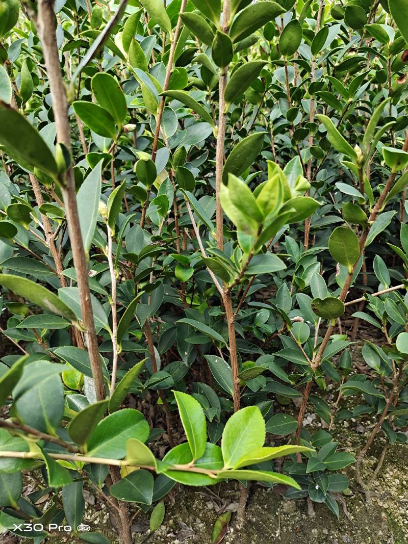 湖南油茶高产油茶苗规格全基地批发支持视频看货