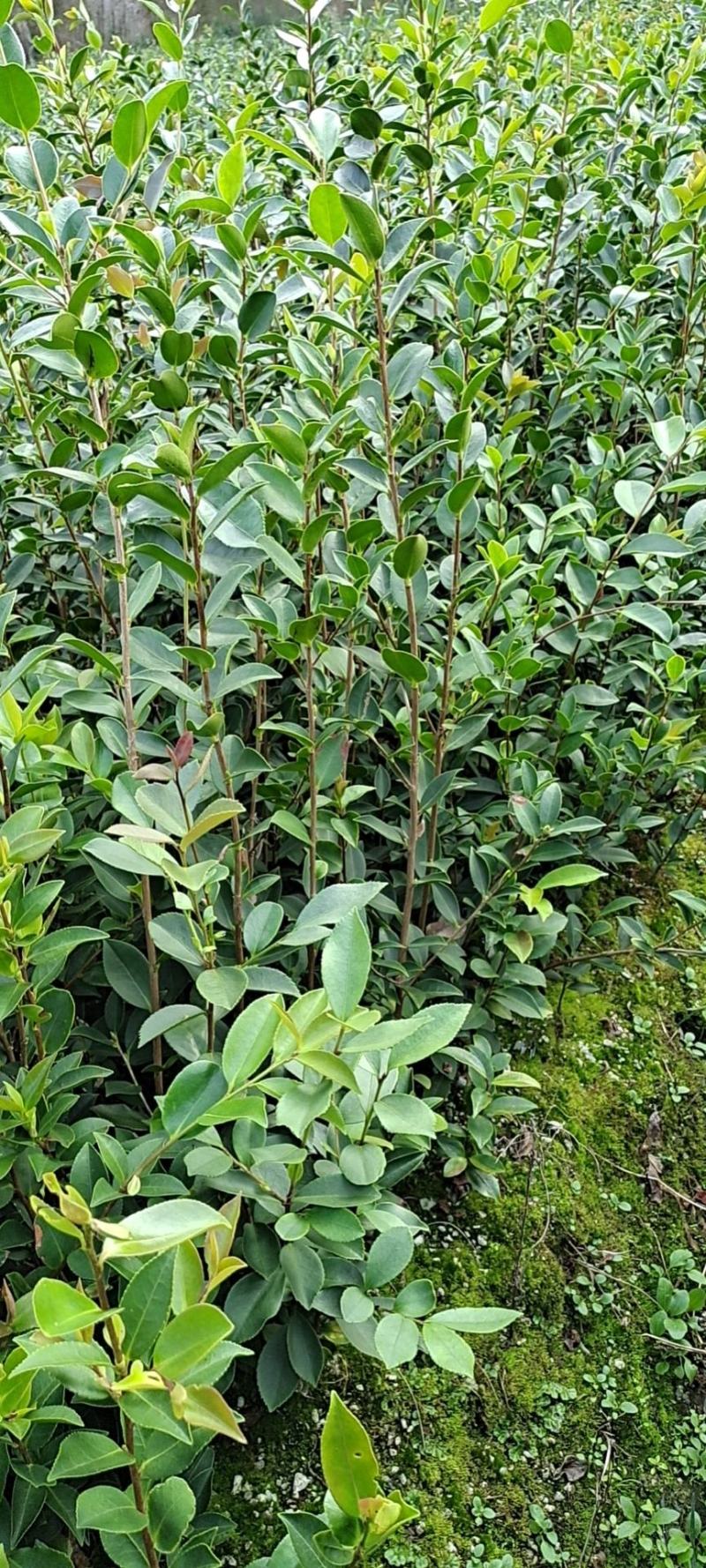 湖南油茶高产油茶苗规格全基地批发支持视频看货