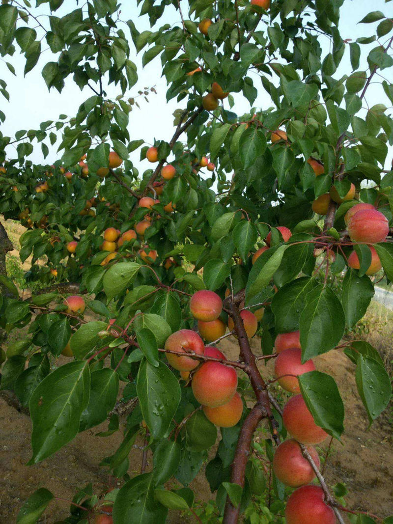 红丰杏树苗基地直销现挖现发包成活技术南北方种植