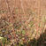 红丰杏树苗基地直销现挖现发包成活技术南北方种植