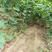 脆红李子苗基地现挖现发包成活技术南北方种植放心苗