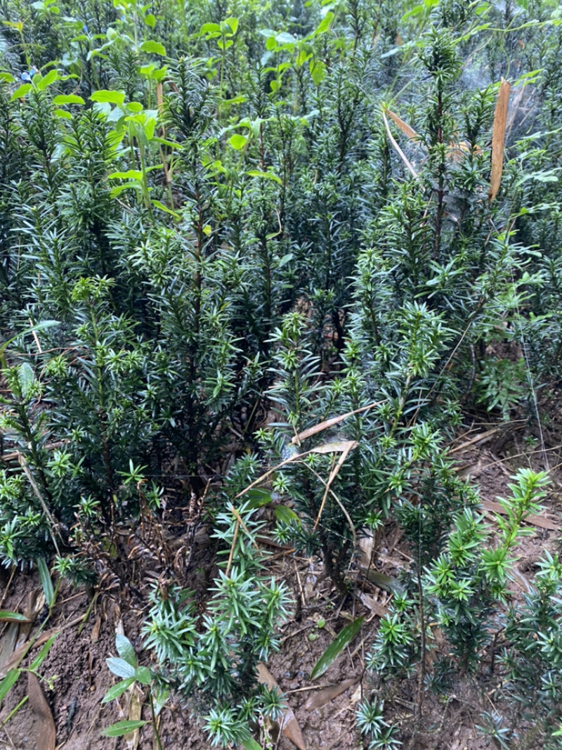 曼迪亚红豆杉大批量出售，欢迎各位新老客户咨询、下单
