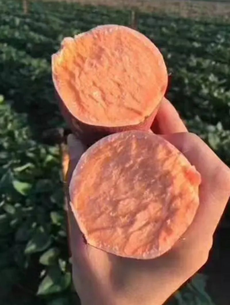 龙九红薯【精品红薯】大量供应，品质保证，产地直发货源充足