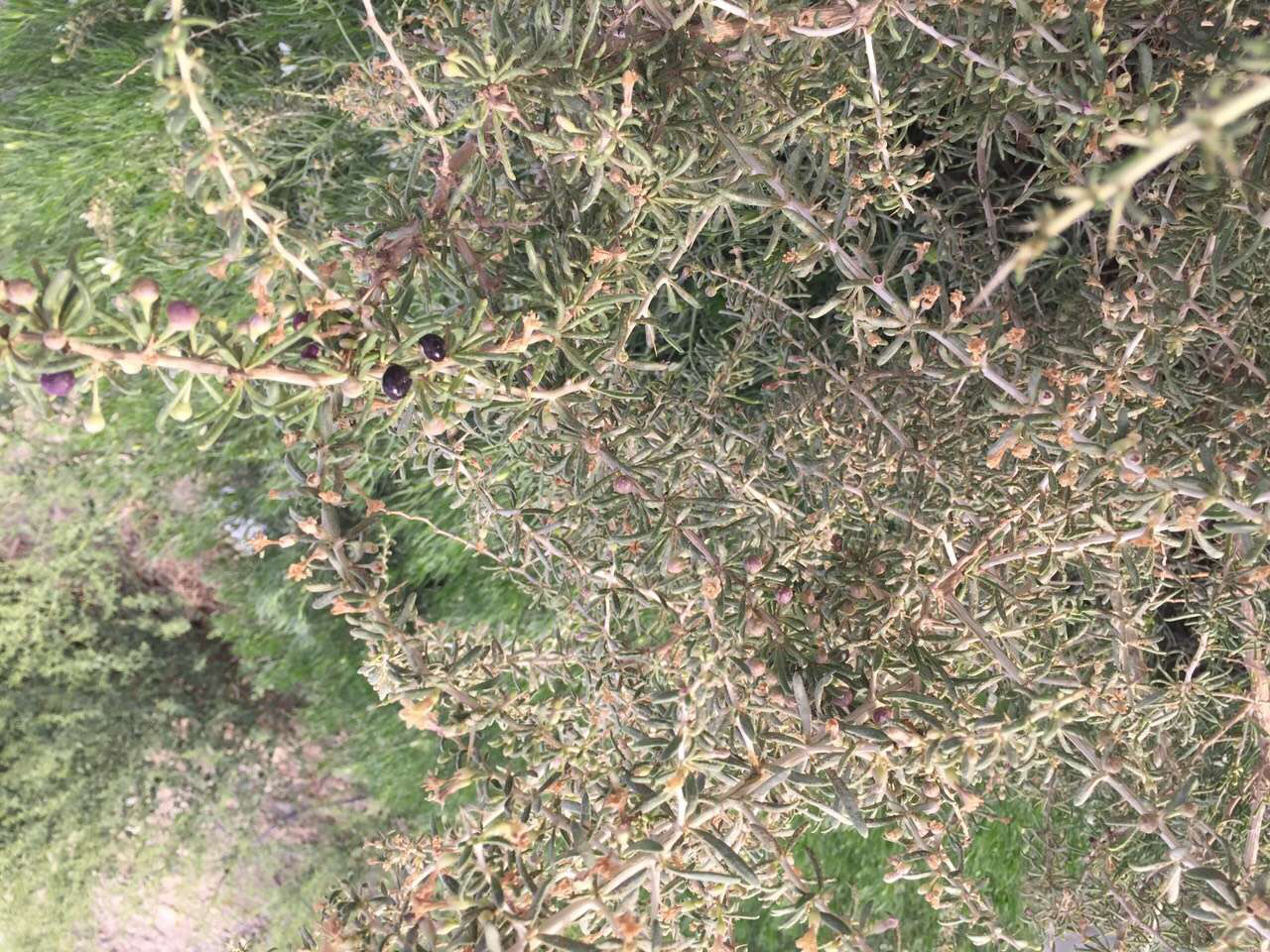 黑枸杞果实特写