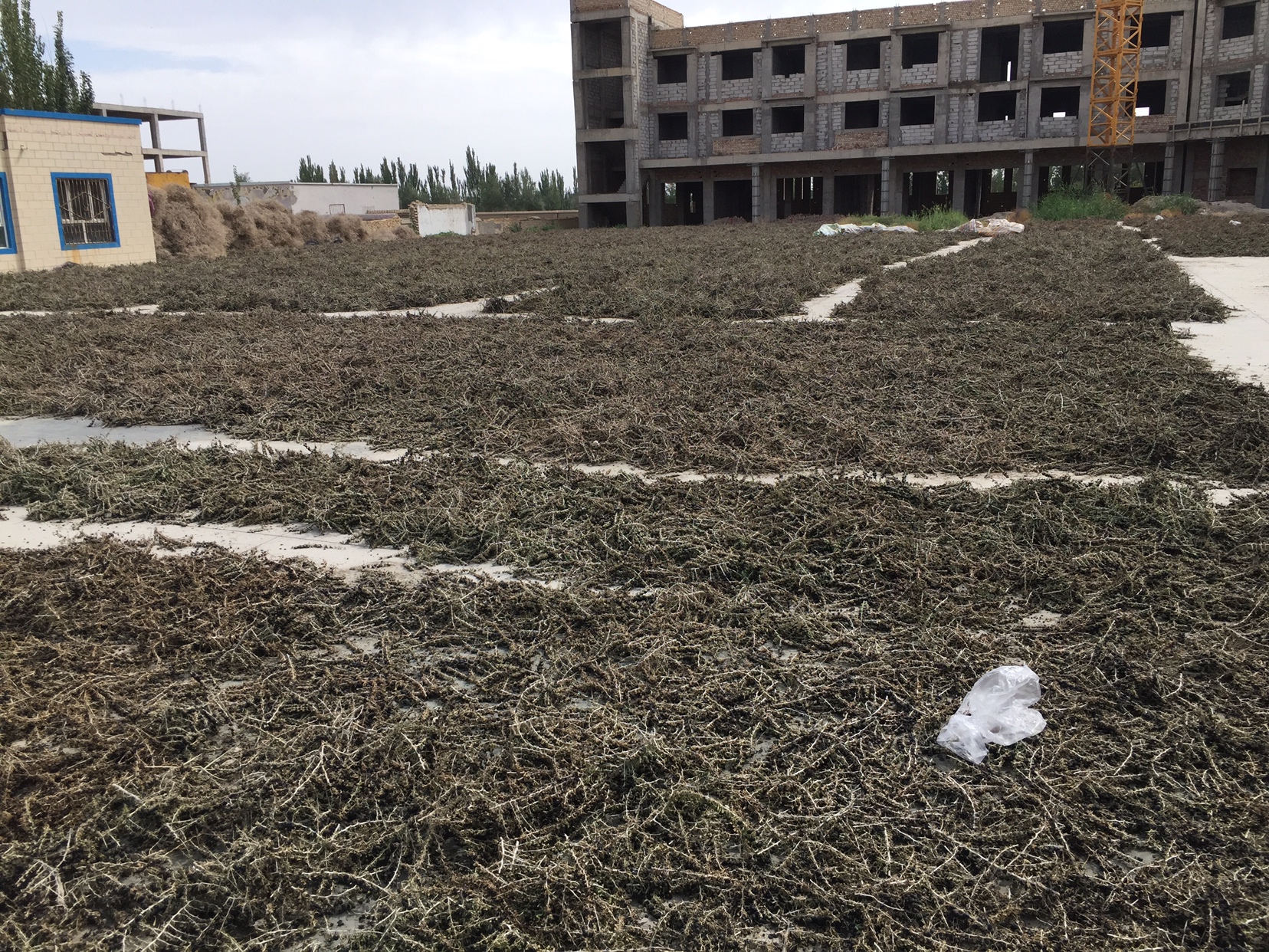 枸杞在阳光下晾晒的过程