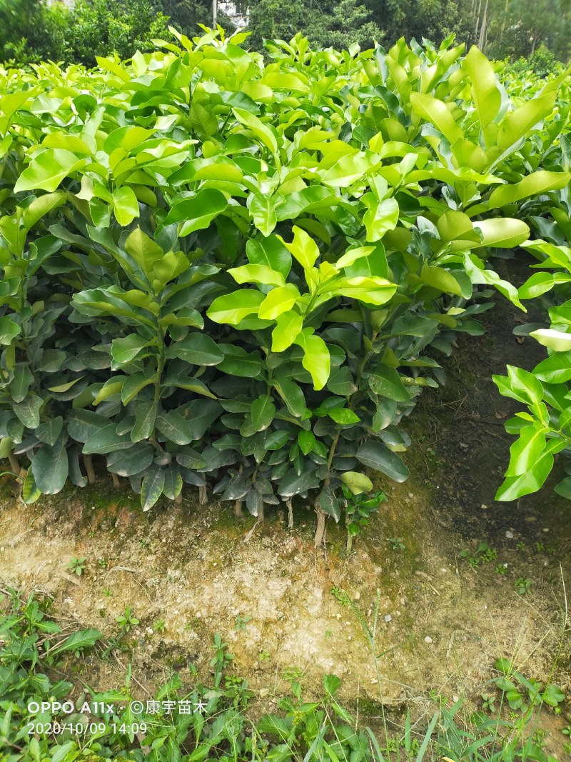 柚子苗三红蜜柚苗，沙田柚苗，柚子苗泰国红宝石