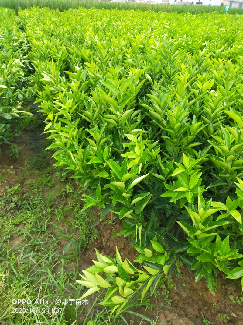 柑桔苗东方红橘苗嫁接苗世纪红美国糖桔东方红果树