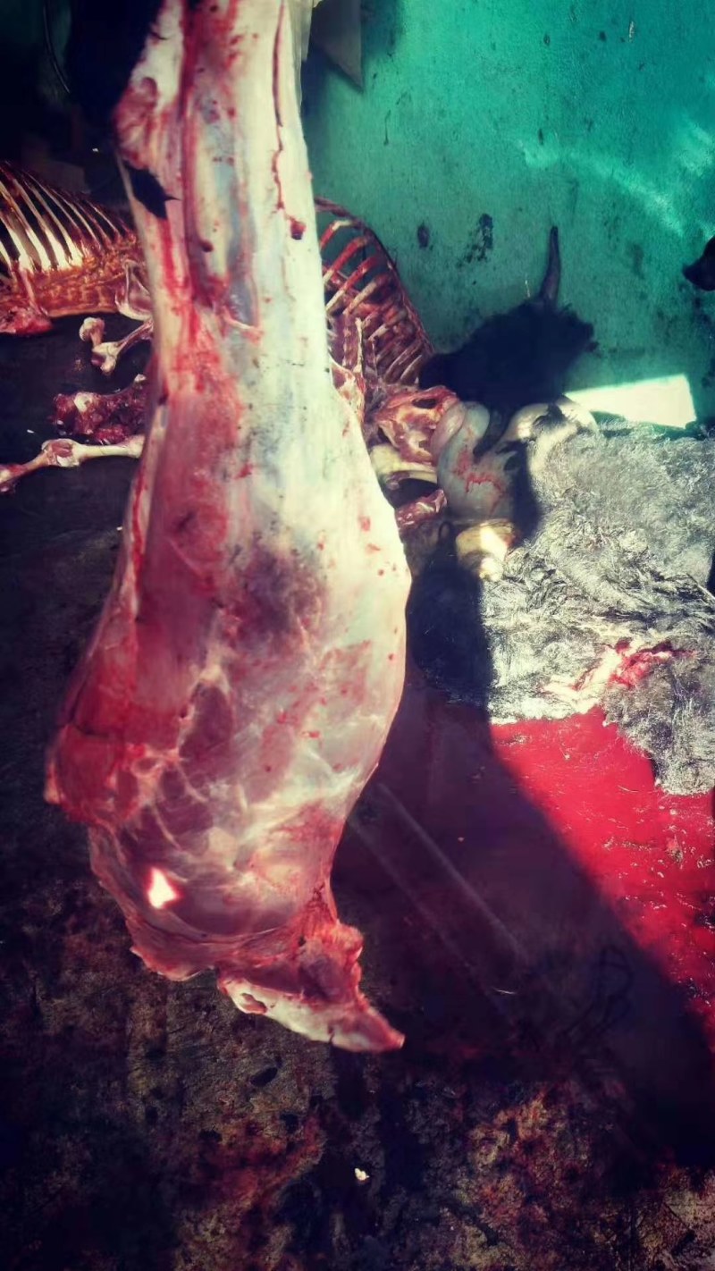 正宗阿坝州草原牦牛肉，假一赔十，都是现杀的鲜货
