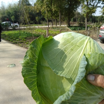 大量出售京丰一号甘蓝