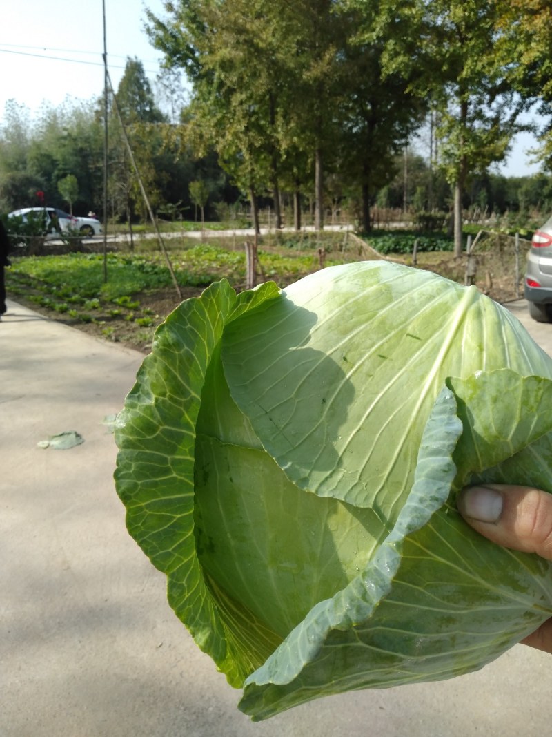 大量出售京丰一号甘蓝