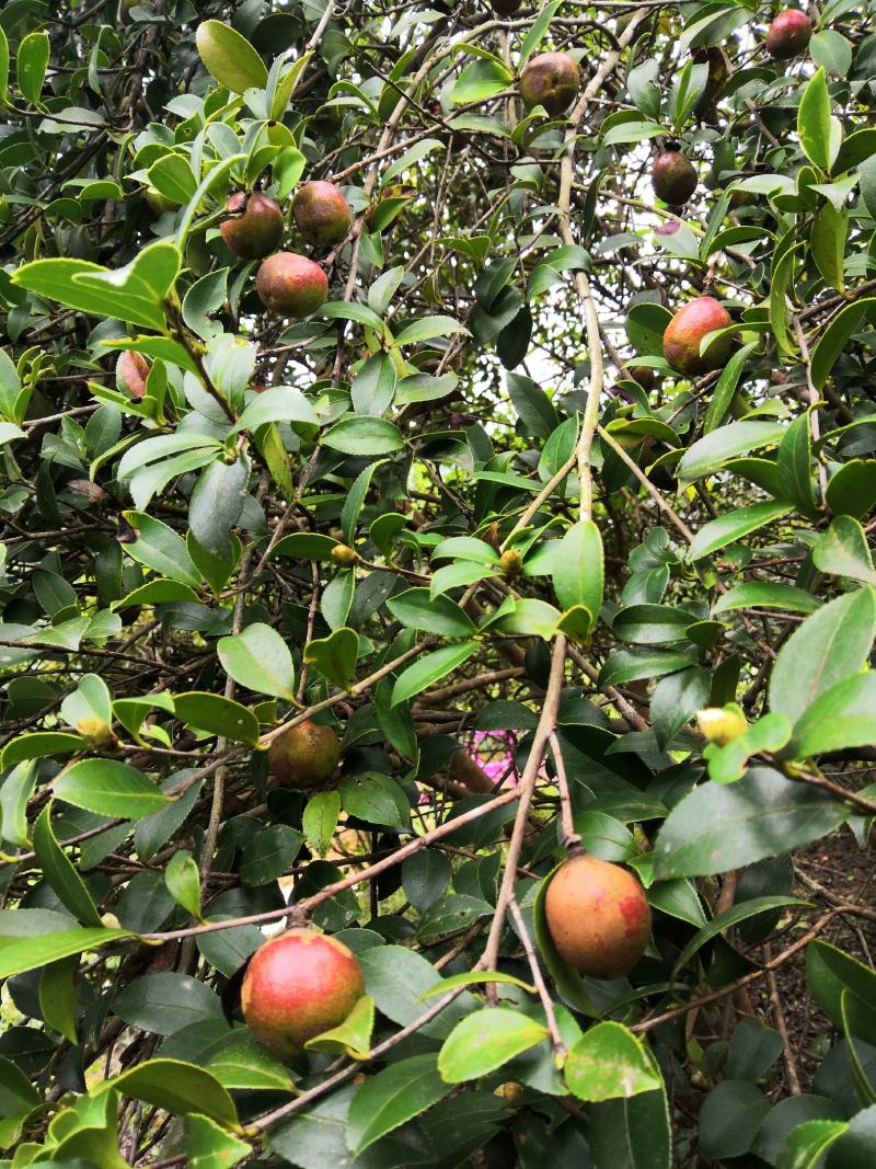 云南高山鲜茶果百年老树山茶果农户自种直销无差价来电