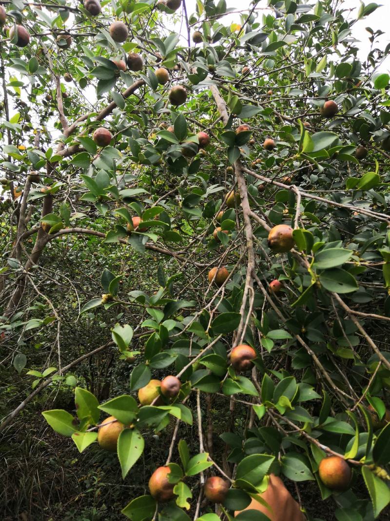 云南高山鲜茶果百年老树山茶果农户自种直销无差价来电