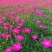 五彩石竹花种子耐寒多年生四季开花易种室内花卉室外庭院花种
