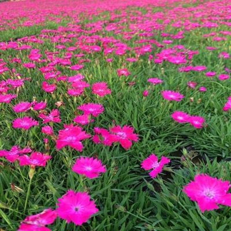 五彩石竹花种子耐寒多年生四季开花易种室内花卉室外庭院花种