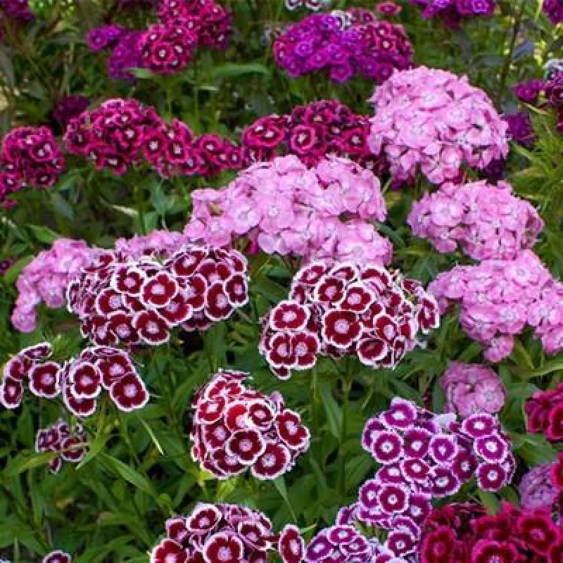 五彩石竹花种子耐寒多年生四季开花易种室内花卉室外庭院花种
