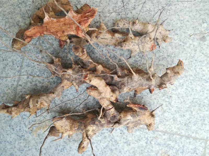 菝葜野生新鲜铁菱角金钢刺根大别山中药材