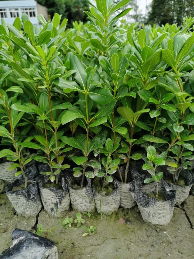 海桐小杯苗，高度20-30公分，一杯两株