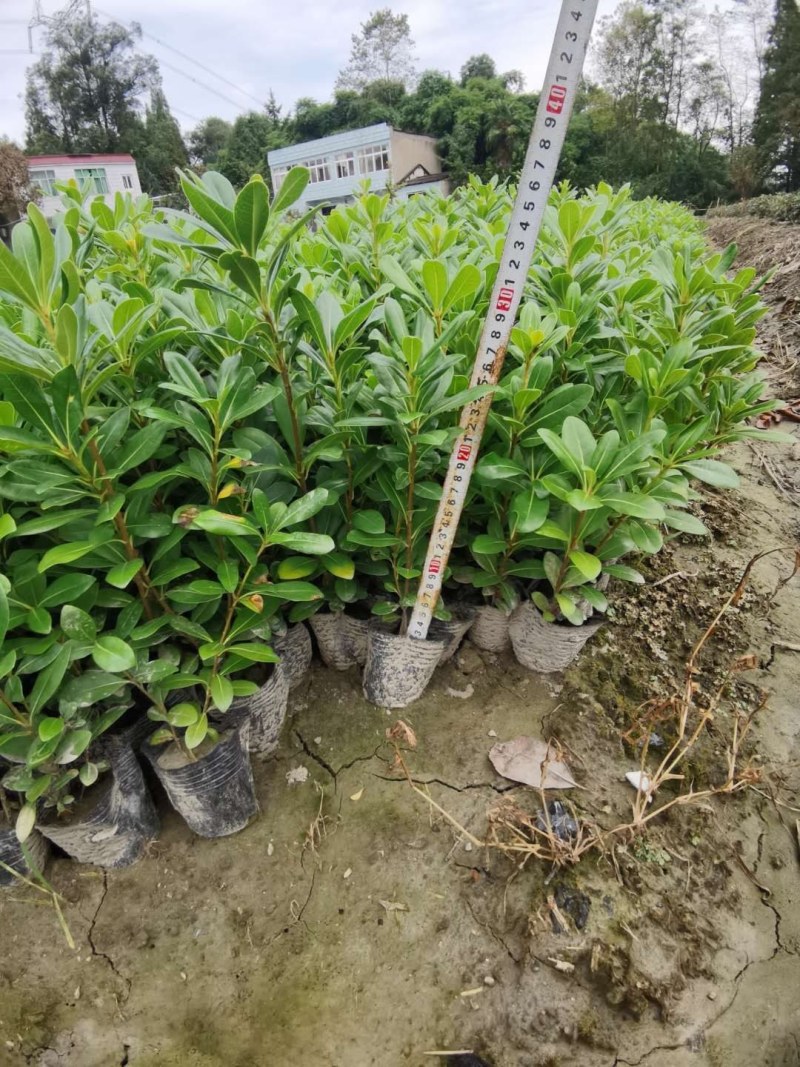 海桐小杯苗，高度20-30公分，一杯两株