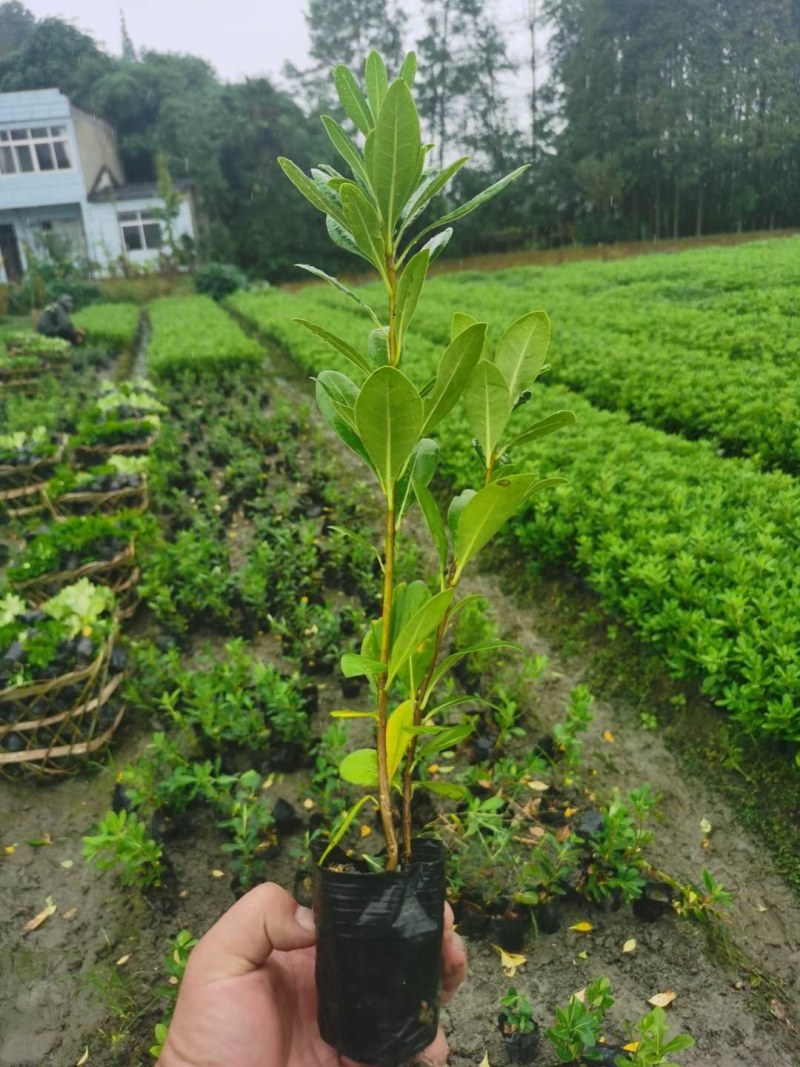 海桐小杯苗，高度20-30公分，一杯两株