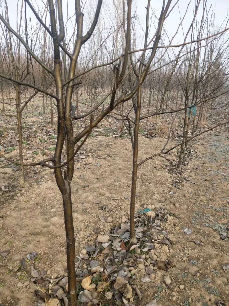 牛【精选砀山梨树】正宗产地梨树支持全国发货