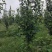 牛【精选砀山梨树】正宗产地梨树支持全国发货