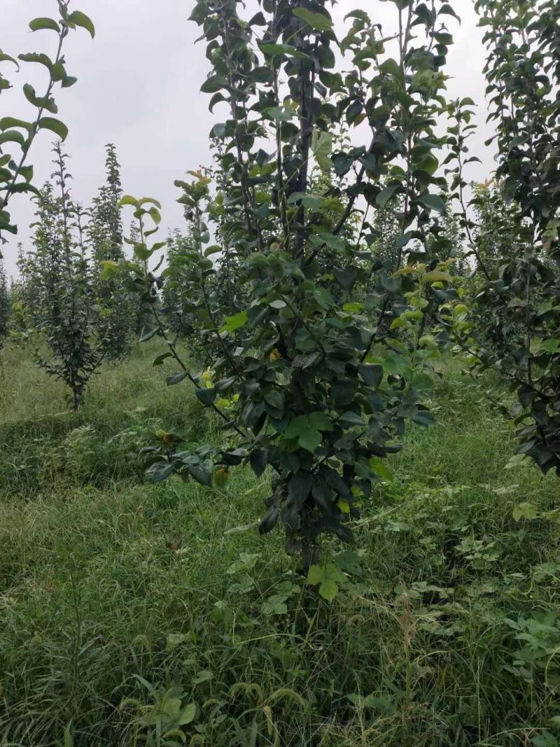 牛【精选砀山梨树】正宗产地梨树支持全国发货