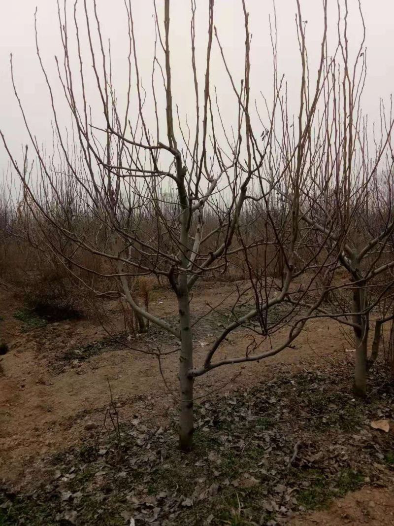 牛【精选砀山梨树】正宗产地梨树支持全国发货