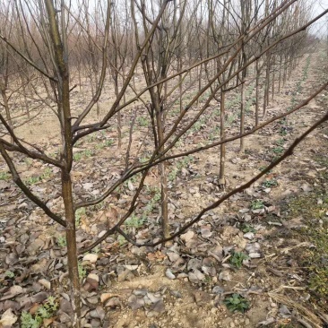 牛【精选砀山梨树】正宗产地梨树支持全国发货