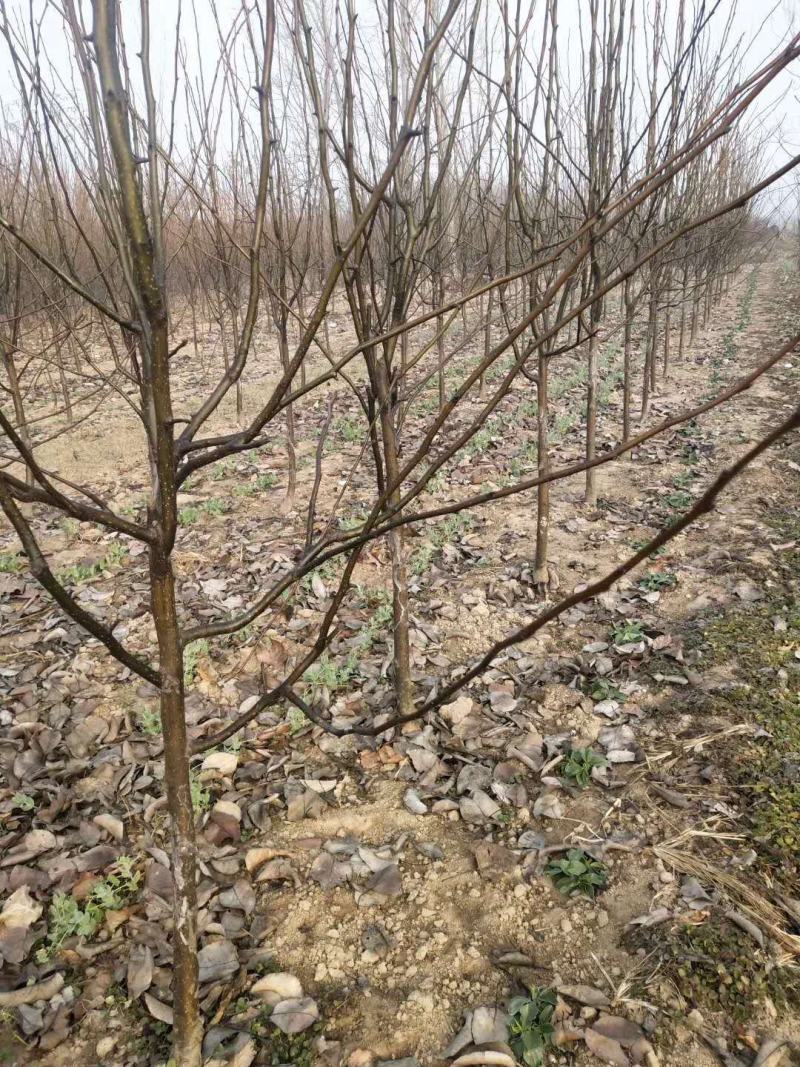 牛【精选砀山梨树】正宗产地梨树支持全国发货