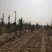 占地葡萄树，果树，绿化树，工程苗木，