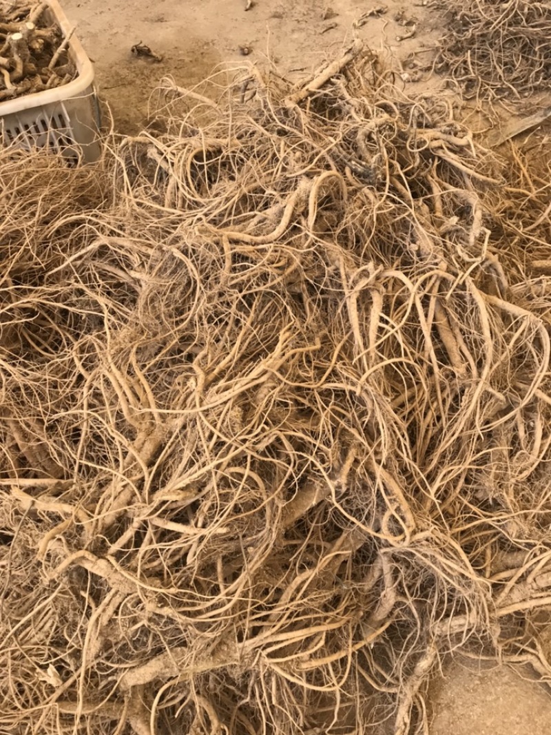 川牛膝.........................