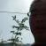 大红袍花椒苗。（俗名凤椒）