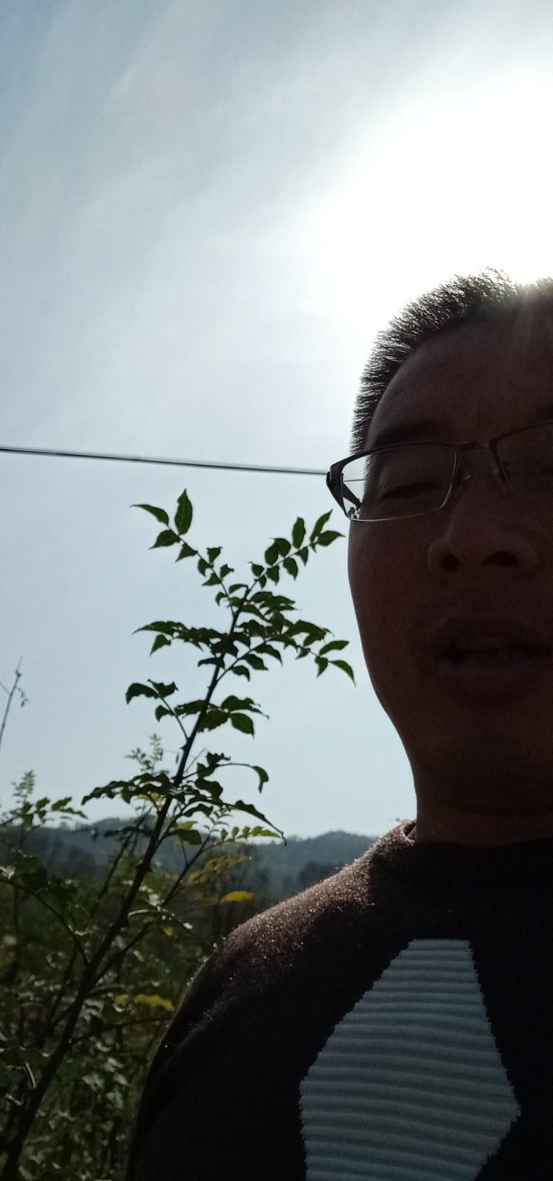 大红袍花椒苗。（俗名凤椒）