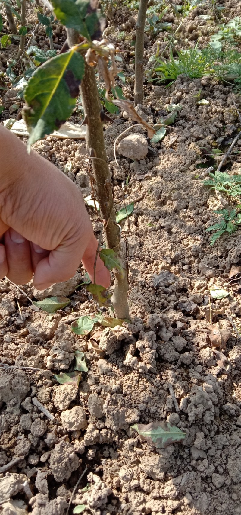 大红袍花椒苗。（俗名凤椒）