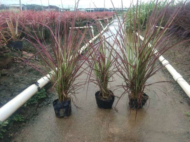 火焰狼尾草，精品火焰狼尾草，火焰狼尾草种植成都基地