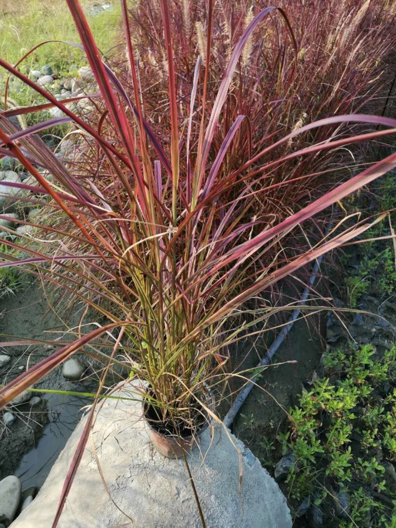 火焰狼尾草，精品火焰狼尾草，火焰狼尾草种植成都基地