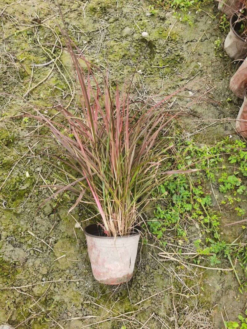 火焰狼尾草，精品火焰狼尾草，火焰狼尾草种植成都基地