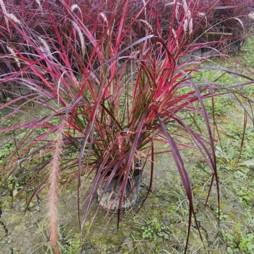 火焰狼尾草，精品火焰狼尾草，火焰狼尾草种植成都基地
