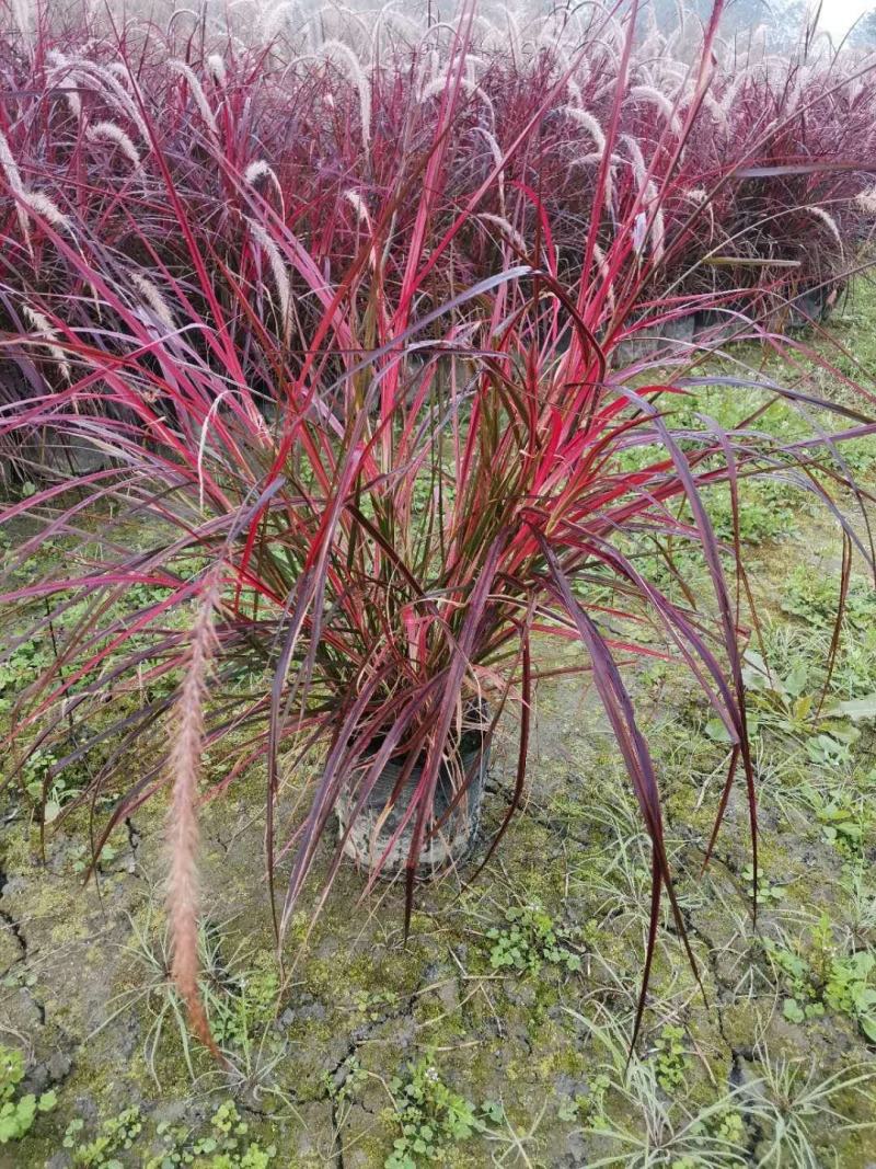 火焰狼尾草，精品火焰狼尾草，火焰狼尾草种植成都基地