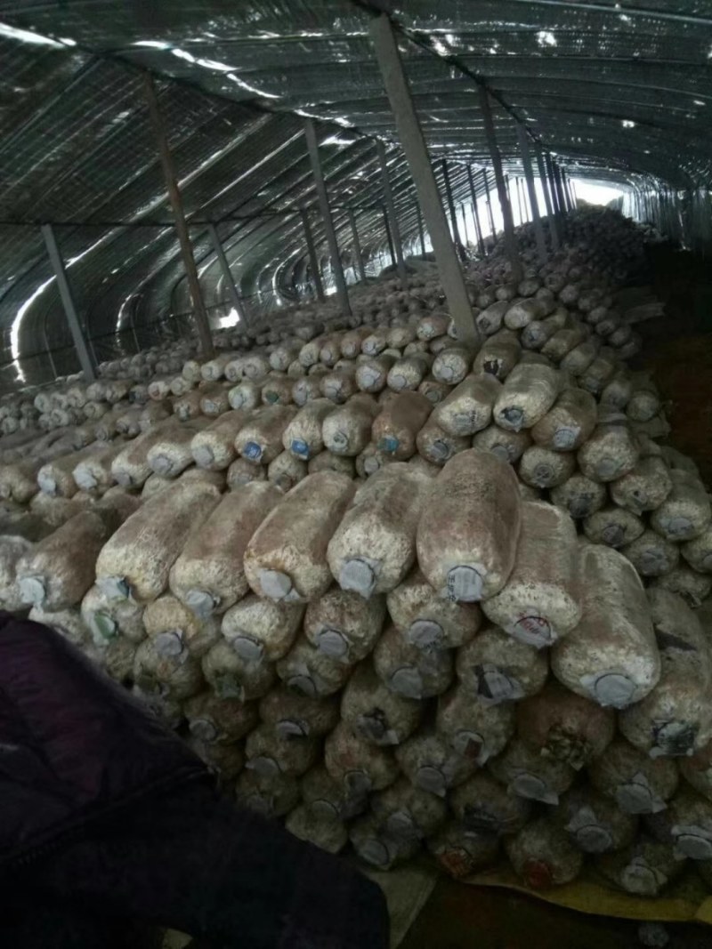 长期大量供应平菇菌包，菌种