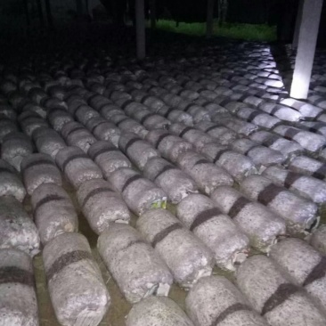 长期大量供应平菇菌包，菌种