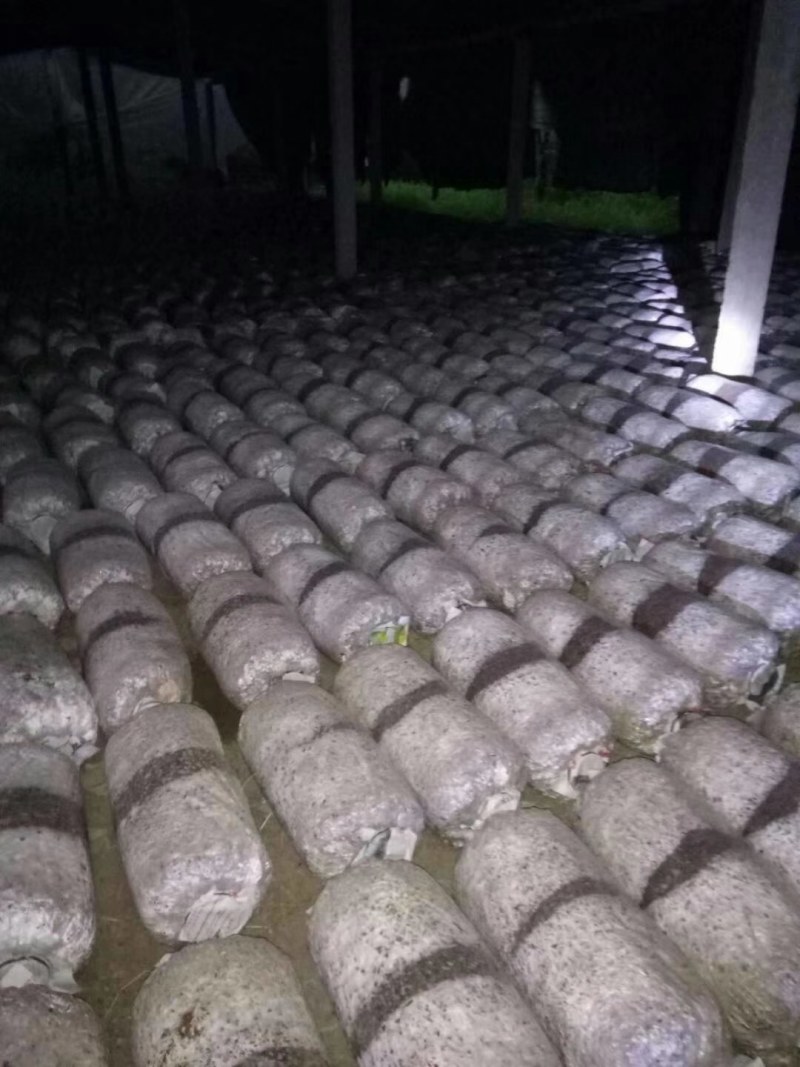 长期大量供应平菇菌包，菌种