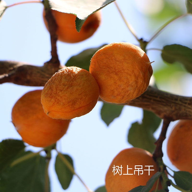 【包邮包赔】新疆特产阿克苏吊杏干，一件代发！