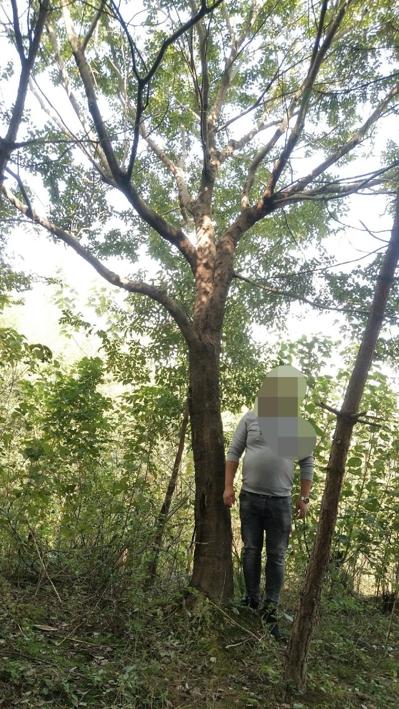 朴树独杆精品货丛生都有