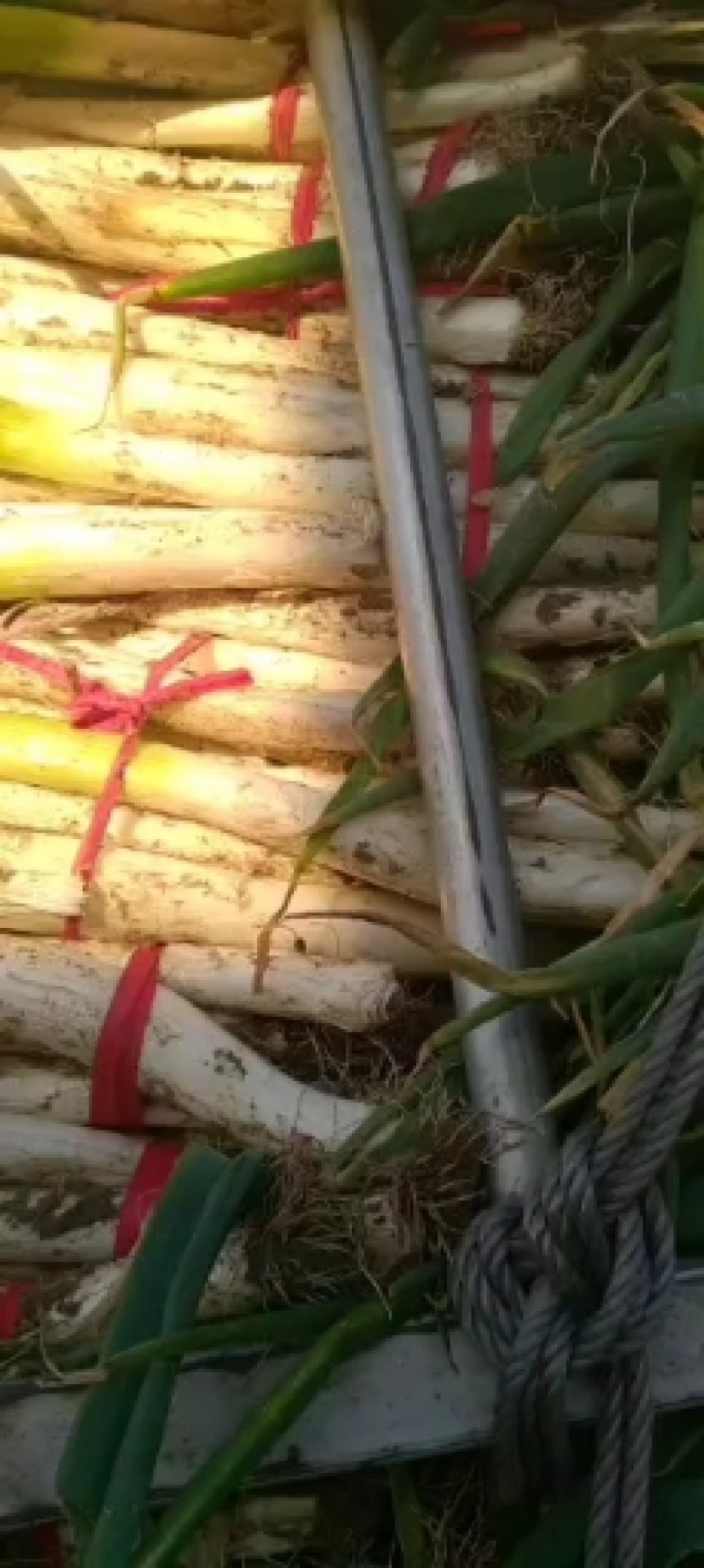 供应辽宁凌海高白大葱5000亩，质量扛扛的，质量有保证。
