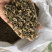 蜀葵种子，蜀葵花种子