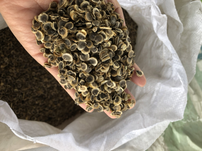 蜀葵种子，蜀葵花种子